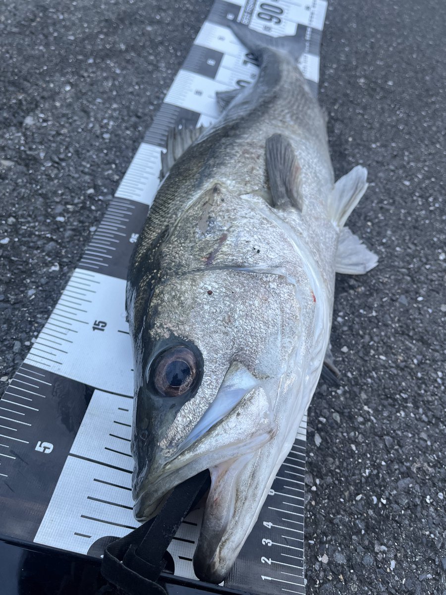 オキシジミ on X