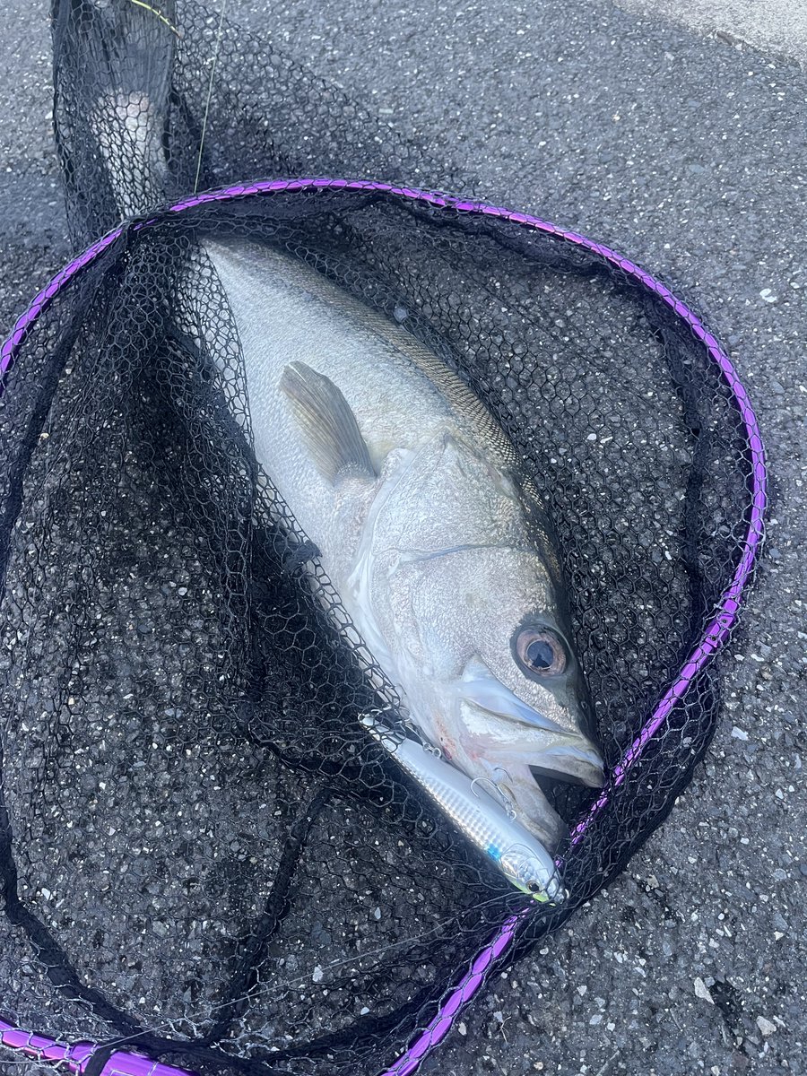 オキシジミ on X