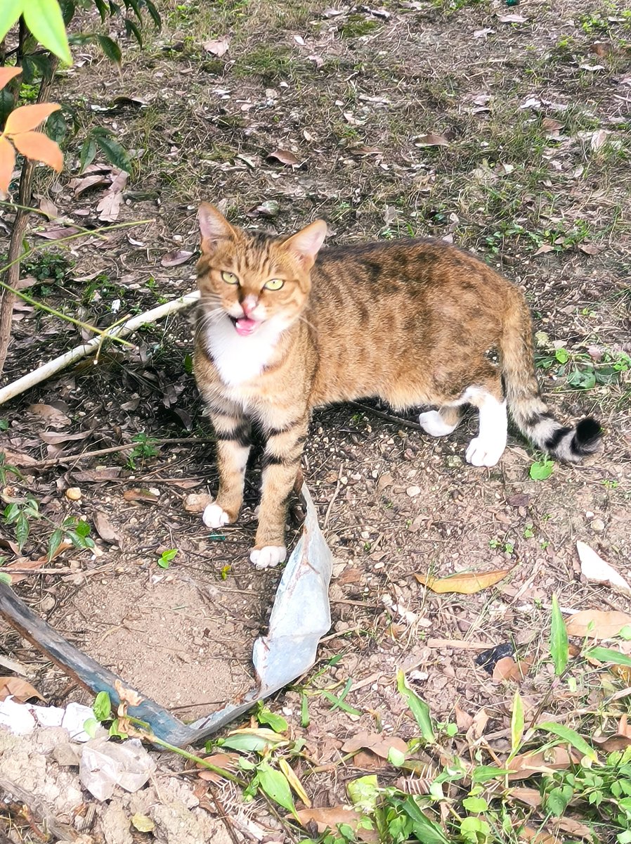 十分端正的一只猫。