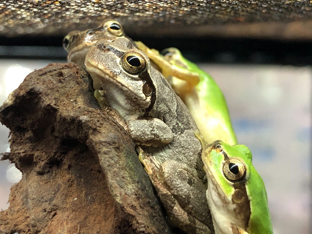 charm_reptiles's tweet photo. みんなてっぺんにのぼりたい

＃チャーム両生類　＃ヒガシニホンアマガエル
＃頂上戦争
＃Dryophytes ＃leopardus https://t.co/qxrXEJ64Vi