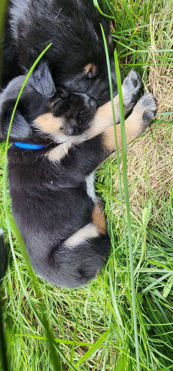 BIG H0MIE 6IX 🥶 tweet media