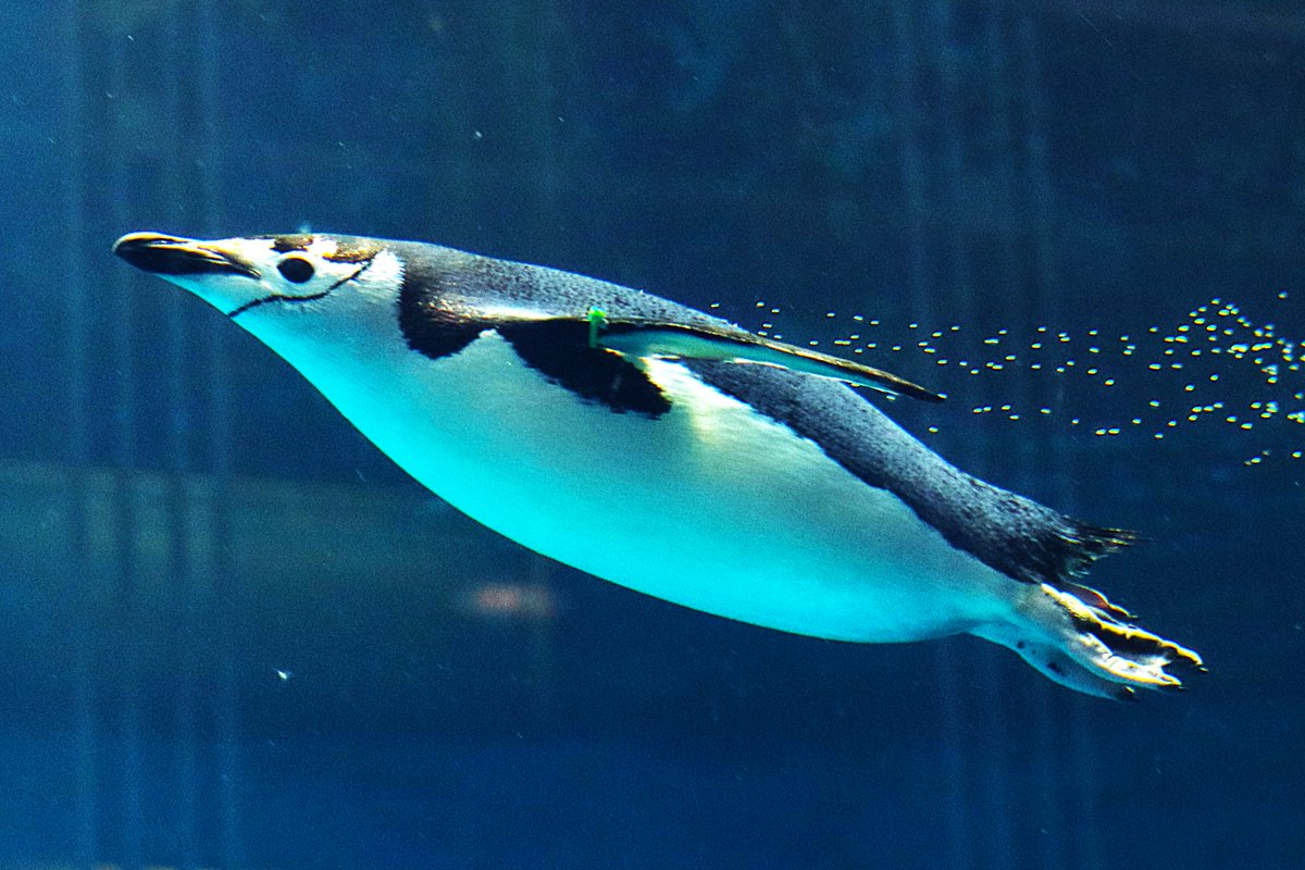 ペンギンページ Amazon.co.jp: シナダグローバル もちシリーズ もちぺん 子