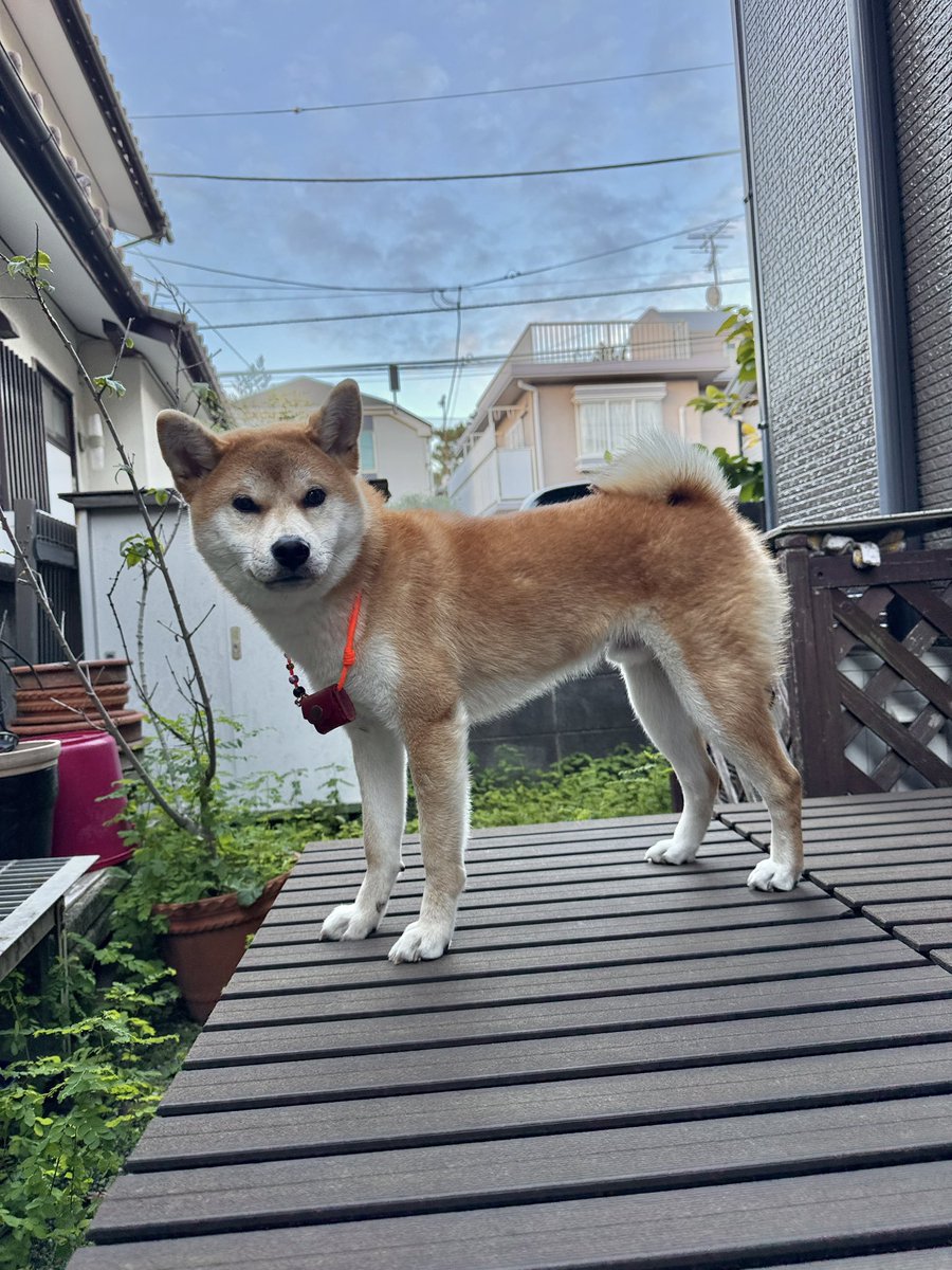 柴イヌ JxK.Studio】JXK054ABC shiba inu Leg Lift 1/6スケール 柴犬 イヌ