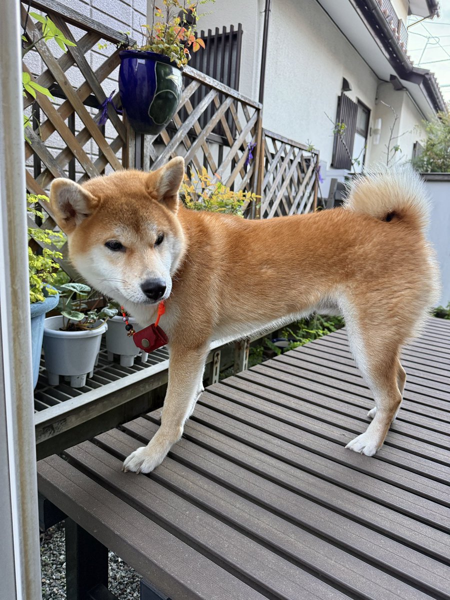 柴イヌ JxK.Studio】JXK054ABC shiba inu Leg Lift 1/6スケール 柴犬 イヌ