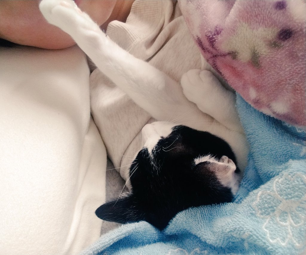 ポラ猫 ポラ猫 ポラ猫 (@POLUSneko) / X