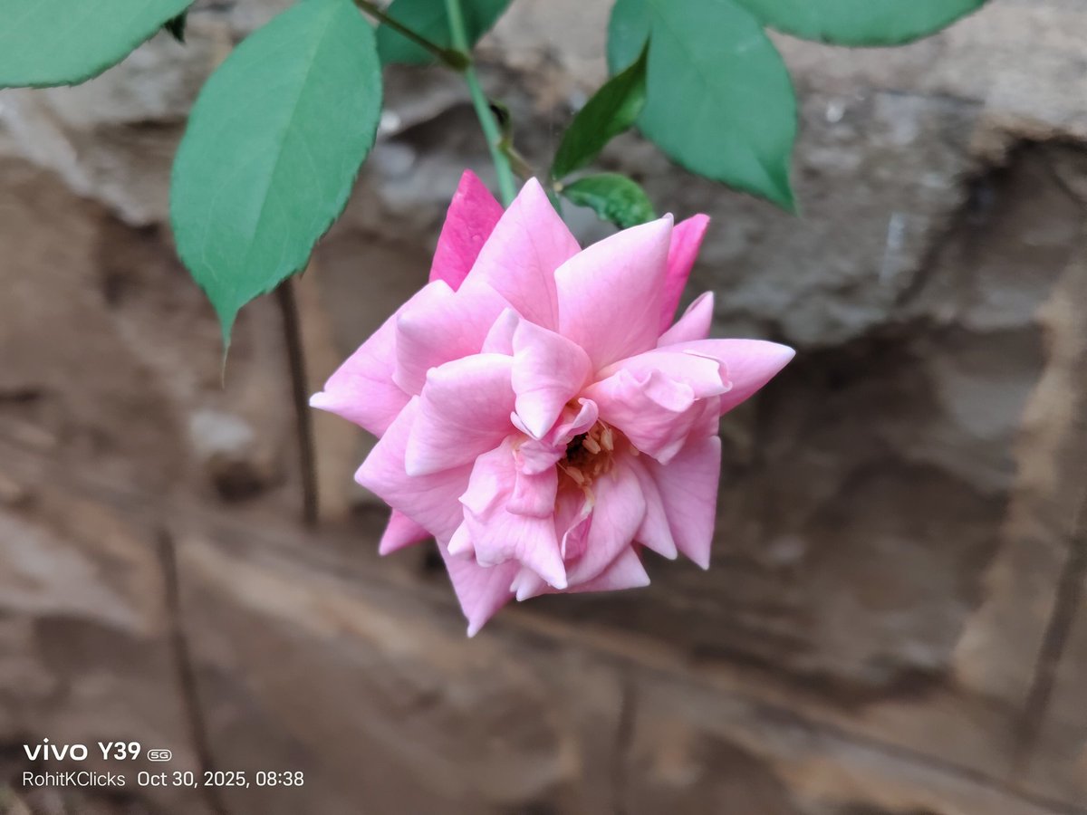 ROHITKUMBHOJKAR's tweet photo. If One values your Presence always be ready to help.
#FlowerSpeaking
#RohitKClicks https://t.co/0fkBl8Ko6v