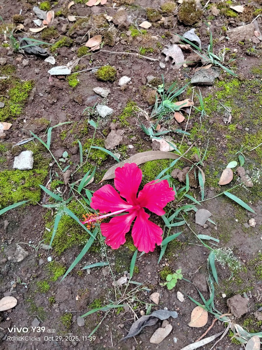 ROHITKUMBHOJKAR's tweet photo. If One values your Presence always be ready to help.
#FlowerSpeaking
#RohitKClicks https://t.co/0fkBl8Ko6v