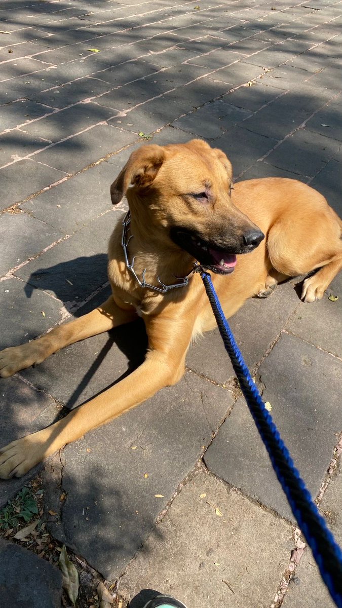 im_alesa's tweet image. Por fa ayúdenme a darle RT. Es hembra y responde al nombre de “Tepache”. Vecinos me han dicho que la vieron entre parque hundido y él MB. Colonia del Valle. Trae un collar naranja con su nombre bordado y dos números telefónicos. @En_laDelValle