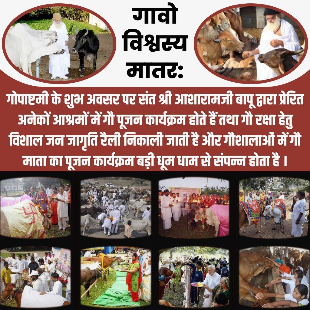 AmdAshram's tweet image. Sant Shri Asharamji Bapu के निर्देशानुसार #Gopashtami व अन्य पर्वों पर गाँवों में घर-घर जाकर गायों को उनका प्रिय आहार खिलाया जाता है।
इस दिन Gau Mata की सेवा, गौ-रक्षा का संकल्प लेना चाहिए व गौ-हत्या निवारण आदि विषयों पर चर्चा सत्रों का आयोजन करना चाहिए।
Gau Dhan की पूजा करें।