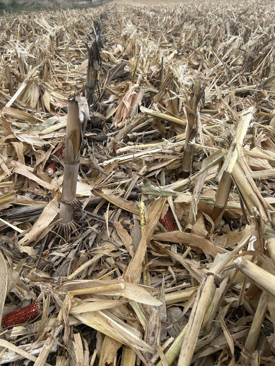 Casey C. tweet media