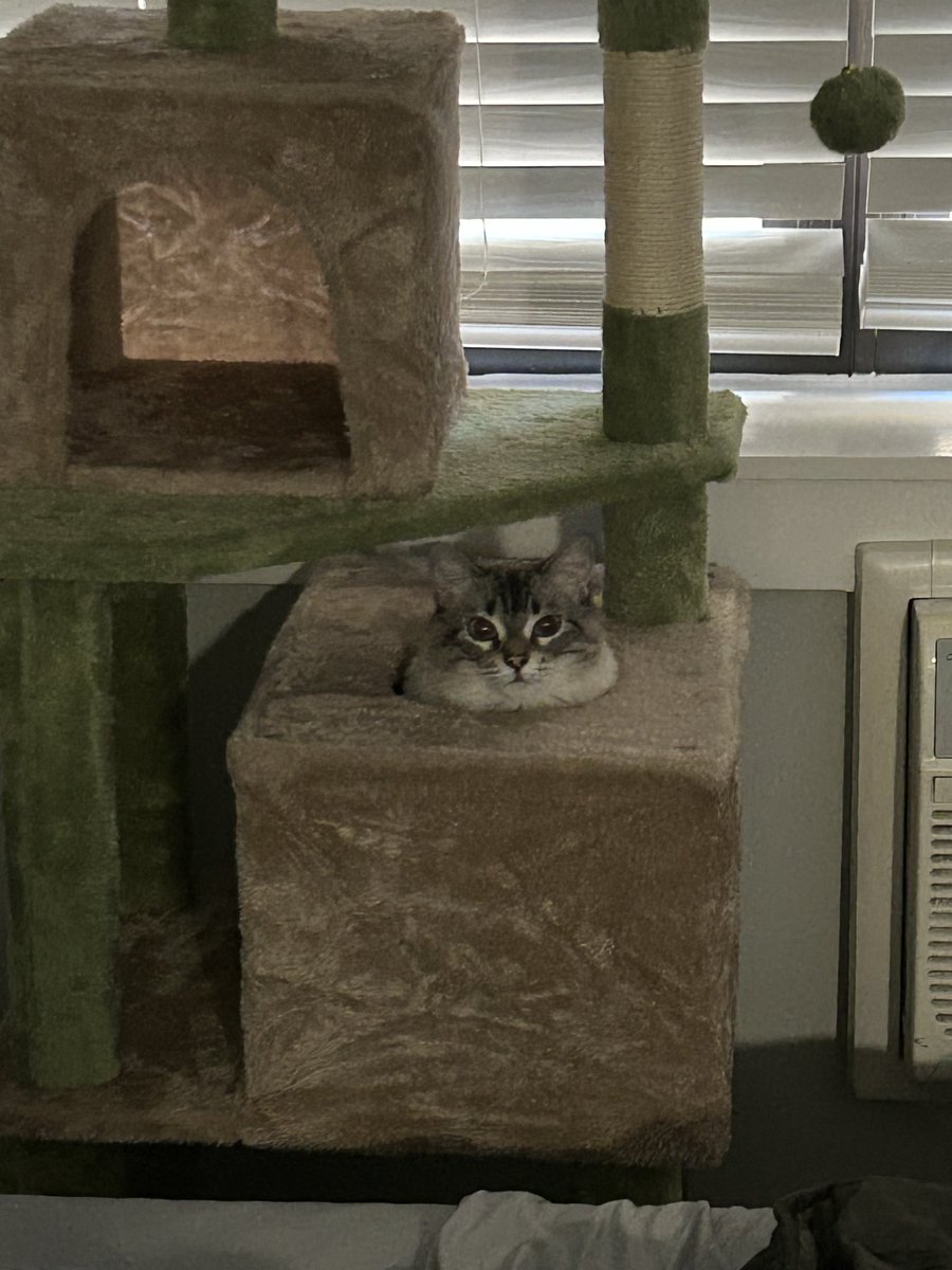 FeatherFix's tweet image. “omg i just got this new shiny toy hammer too bad i don’t have anything to test it on… :(“

the humble whack a mole: