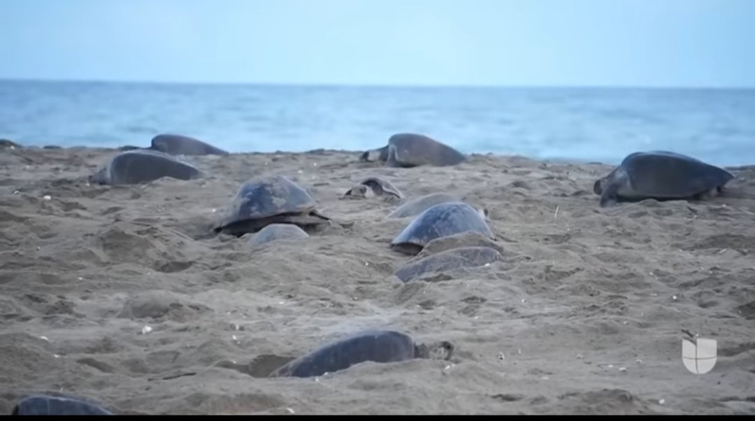 Mas de 800 mil tortugas han anidado en la playa la Escobilla en Oaxaca México, convirtiendose en la mayor playa donde cada año hay mayor anidacion en el mundo. Esta playa ha sido declarada una zona protectora