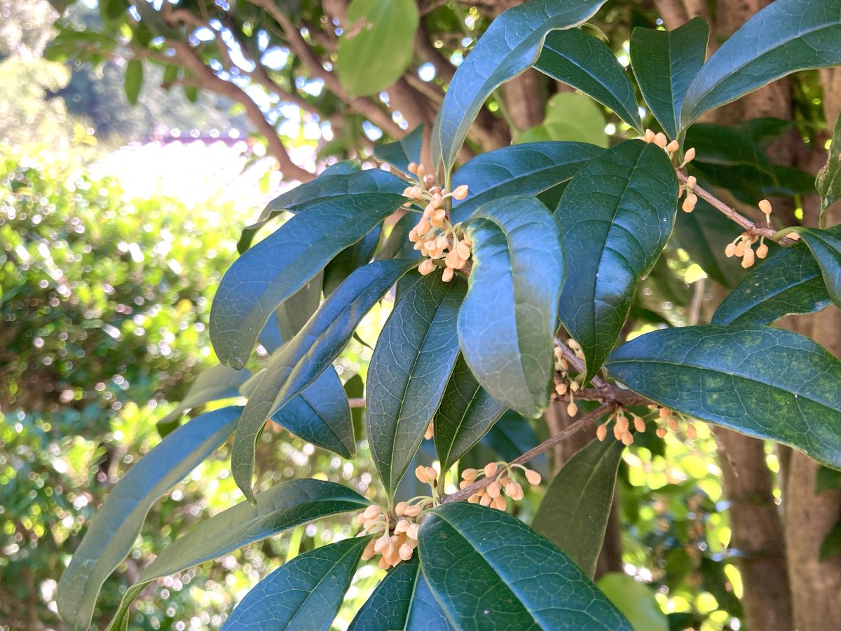 おはようございます。お庭の金木犀が開花間近です🌼庭が優しい香りにつつまれています。
今週末お越しの方は香りをお楽しみくださいね♫