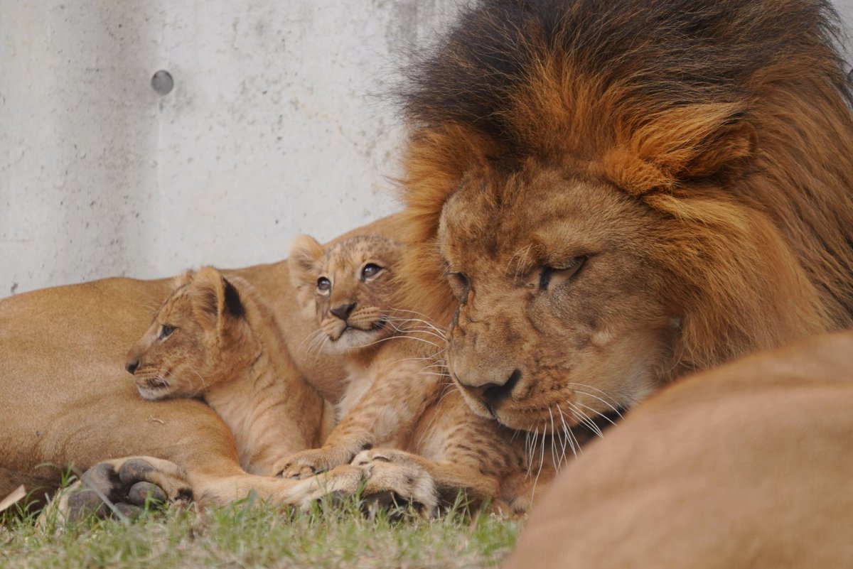 ライオン🦁