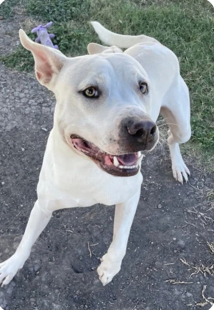 beeleevitonly's tweet photo. ๐๏ธSNOW #A384133 ๐๏ธ#CorpusChristi #TX
Adorable 13 month old male #APBT
has done great at DoggyDayOut & play group. HW Neg. Adoption includes neuter, vaccines, chip. #Adoptashelterpet or #PledgeForRescue
https://t.co/rNzle3M7RO https://t.co/o9q3e6zLfb