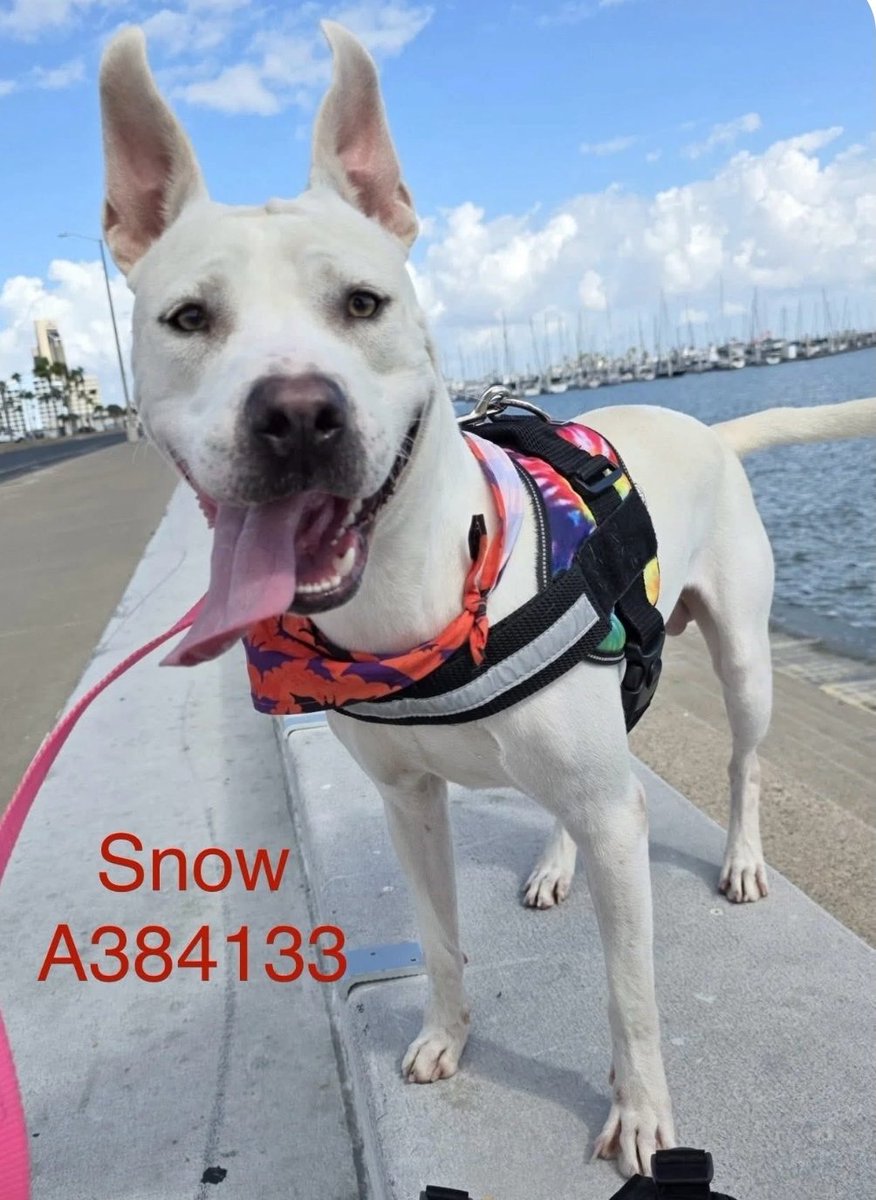 beeleevitonly's tweet photo. ๐๏ธSNOW #A384133 ๐๏ธ#CorpusChristi #TX
Adorable 13 month old male #APBT
has done great at DoggyDayOut & play group. HW Neg. Adoption includes neuter, vaccines, chip. #Adoptashelterpet or #PledgeForRescue
https://t.co/rNzle3M7RO https://t.co/o9q3e6zLfb