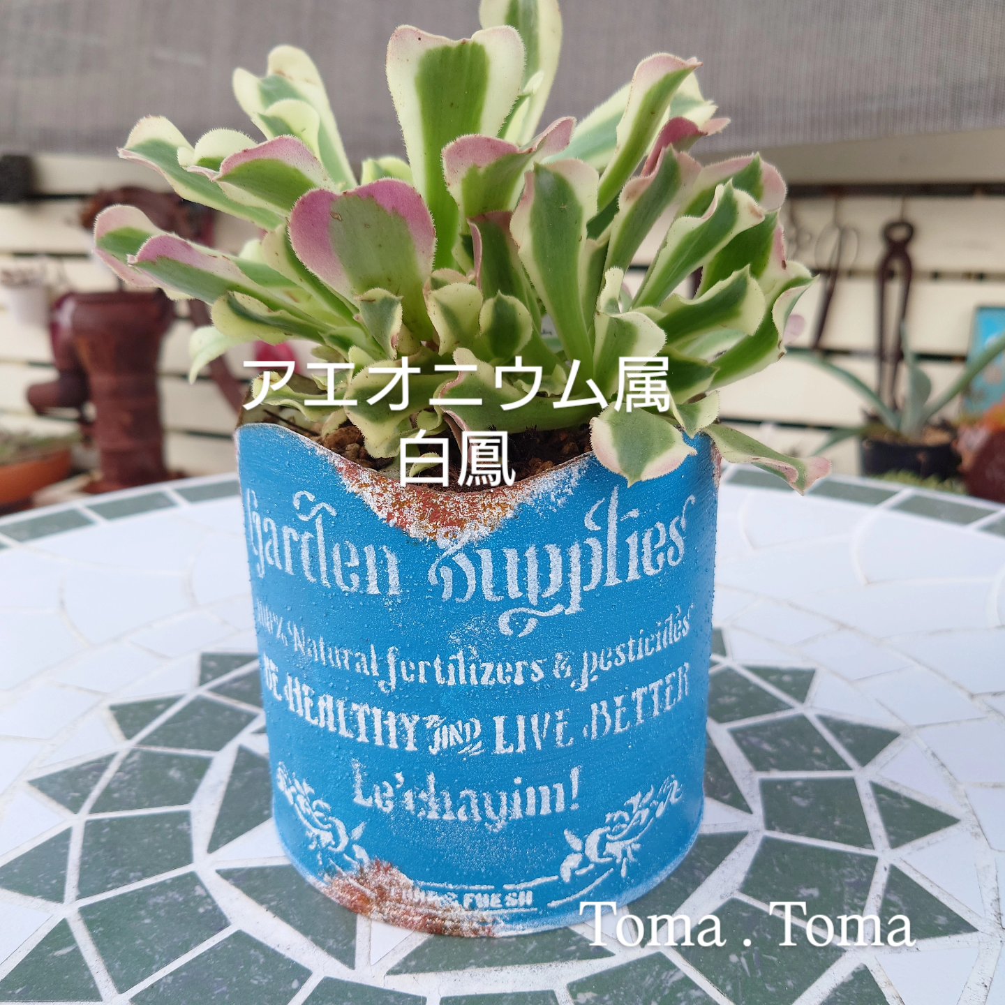 アエオニウム属 - Search / X