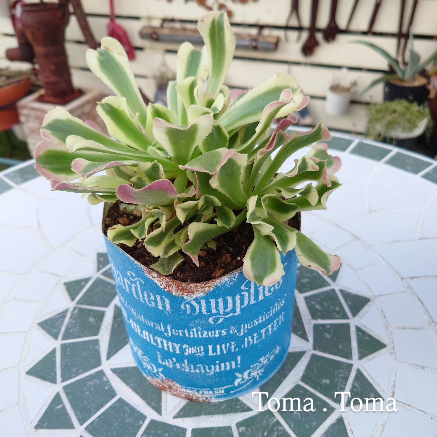 アエオニウム属 - Search / X