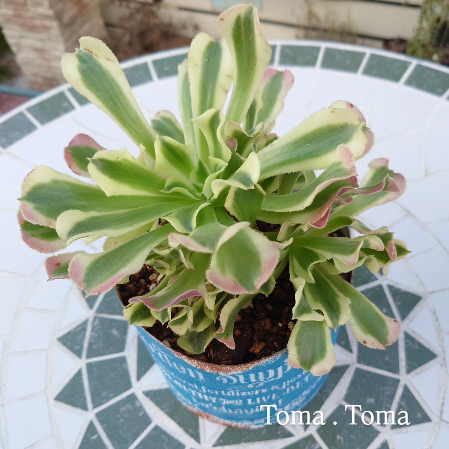 多肉植物アエオニウム ❤️ ナガ女王 ❤️ 成長した姿 多肉植物アエオニウム ❤️ ナガ女王 ❤️ 成長した姿 楽天市場