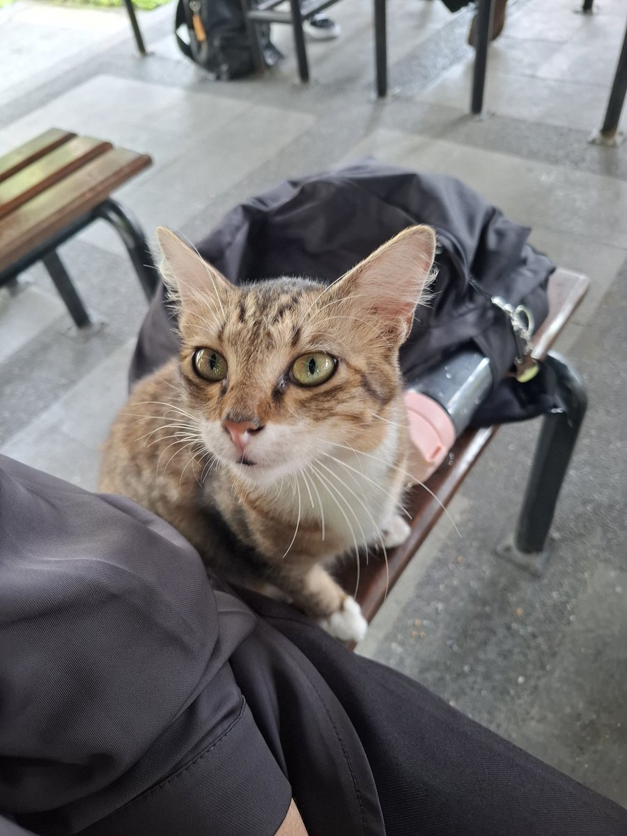 wassupbrouh's tweet photo. 1st time sedeket ini sm kucing (dan megang) #alumnitakutkucing https://t.co/Mq77wyaNkB