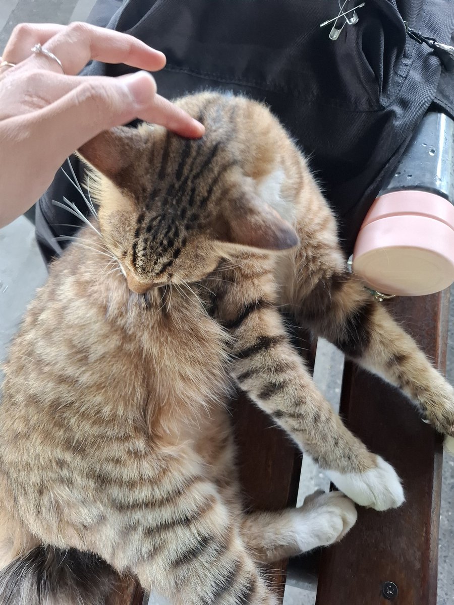 wassupbrouh's tweet photo. 1st time sedeket ini sm kucing (dan megang) #alumnitakutkucing https://t.co/Mq77wyaNkB