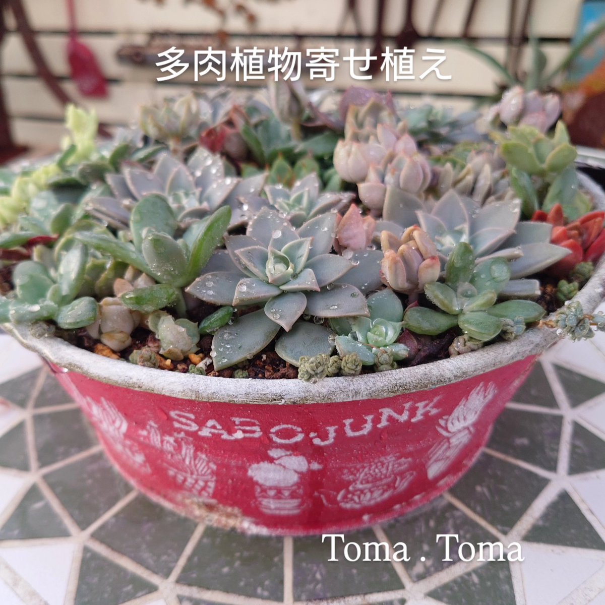 多肉植物寄せ植え - Search / X