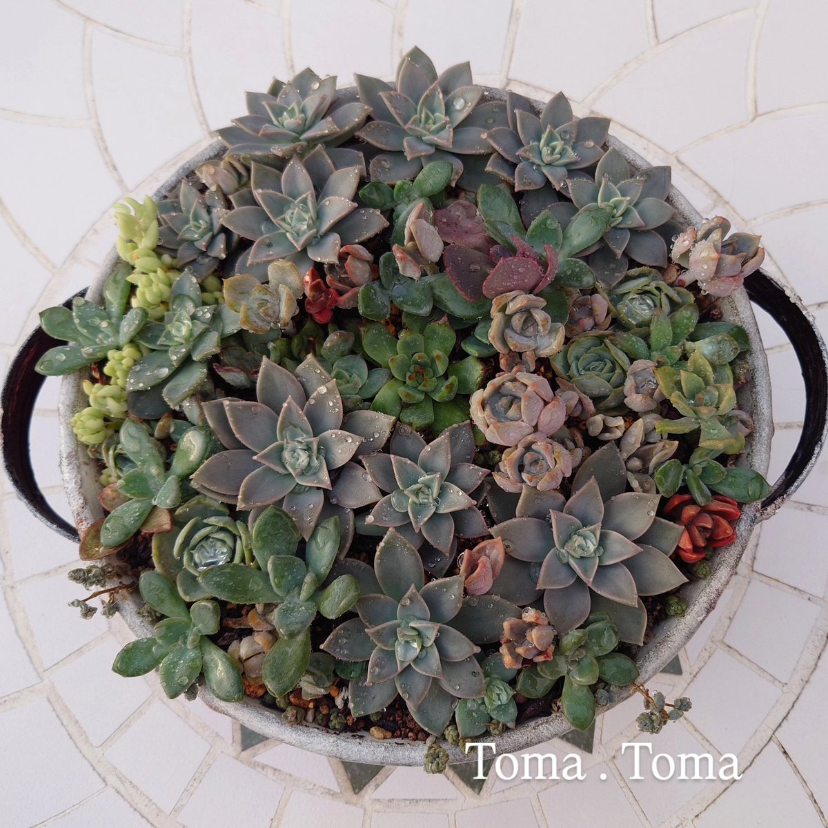 多肉植物寄せ植え