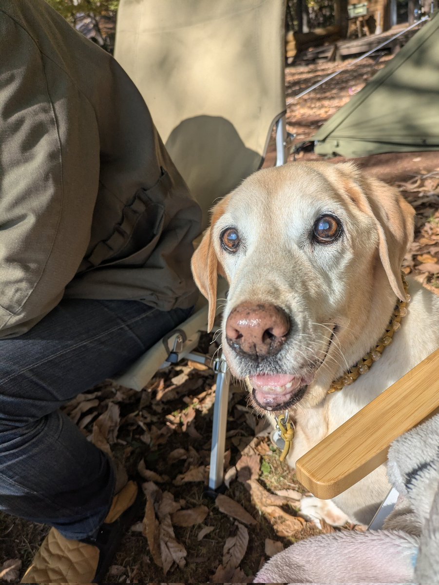 sasshiko's tweet image. ピザ焼くよー😆🙌
暖かくて気持ちいい🎶
#北軽井沢フリーサイトベース