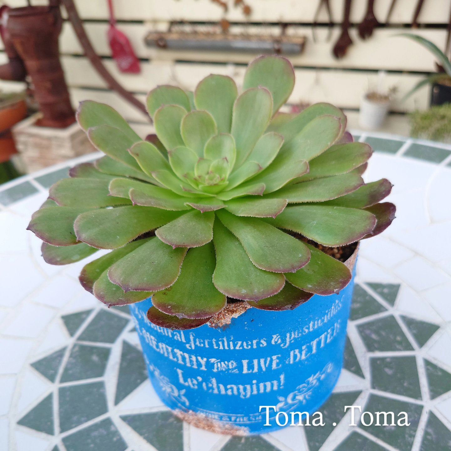 確認用　　アエオニウム 6種類セット 確認用 アエオニウム 6種類セット 楽天市場】多肉植物