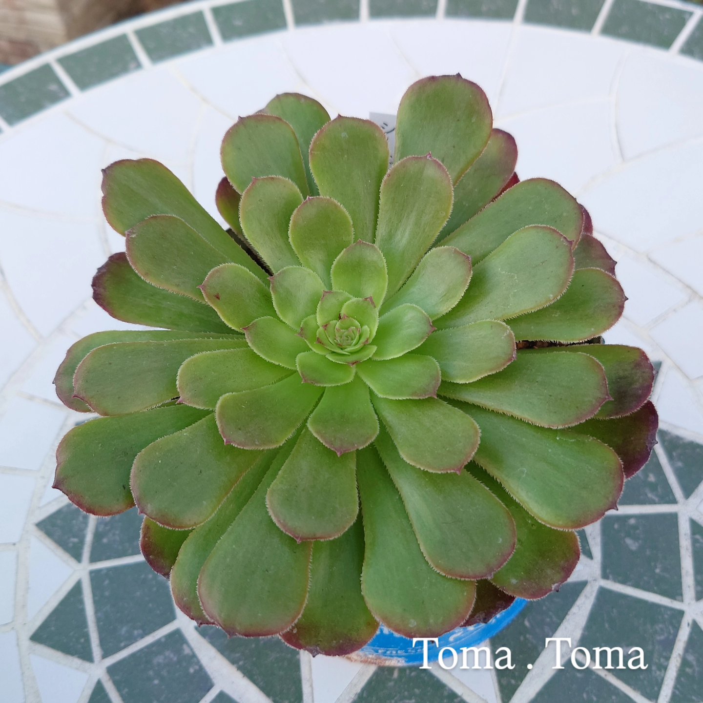 確認用　　アエオニウム 6種類セット 確認用 アエオニウム 6種類セット 楽天市場】多肉植物 アエオニウム