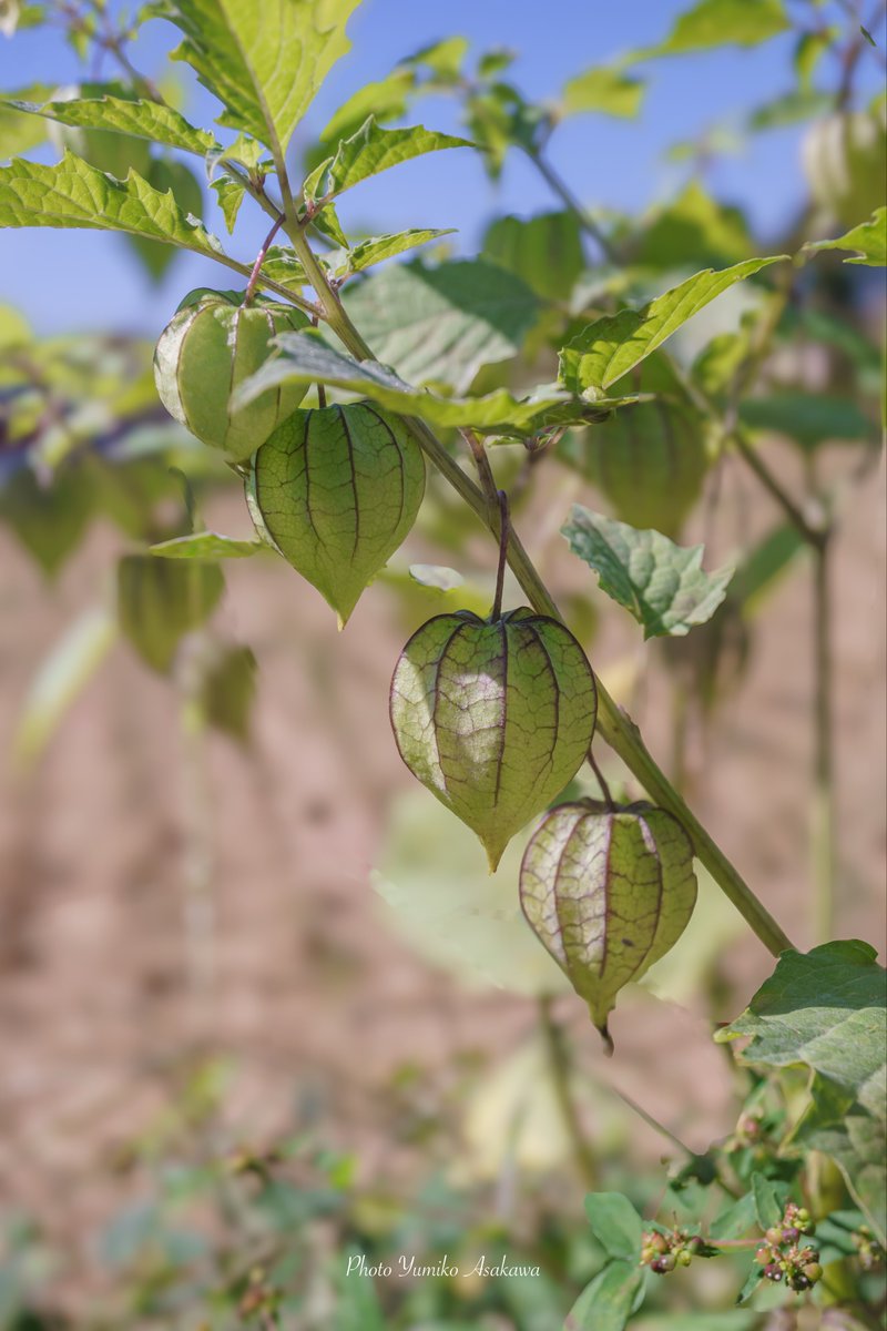 Yumiko ♡様 ぐうかわスンスン