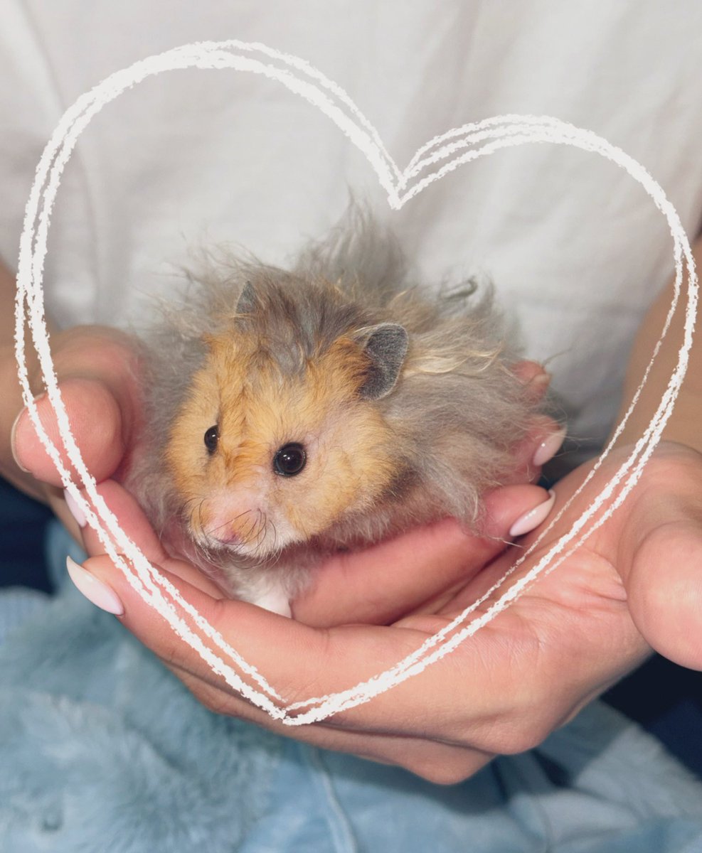 この子お迎えしましたー🥰

まだお迎えして２日しか経ってない新居だから、ストレス軽減のため触ったりできなくてもどかしいけど、慣れてきてくれたらたくさん愛してあげるぅ💖

名前きまんなーい💭笑