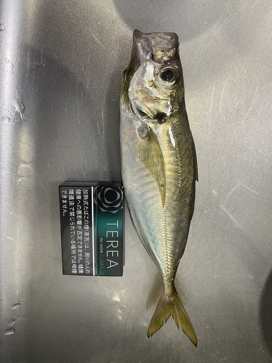 デイアジング〜🐟　
明るくてもワームに喰ってくるんやなぁ