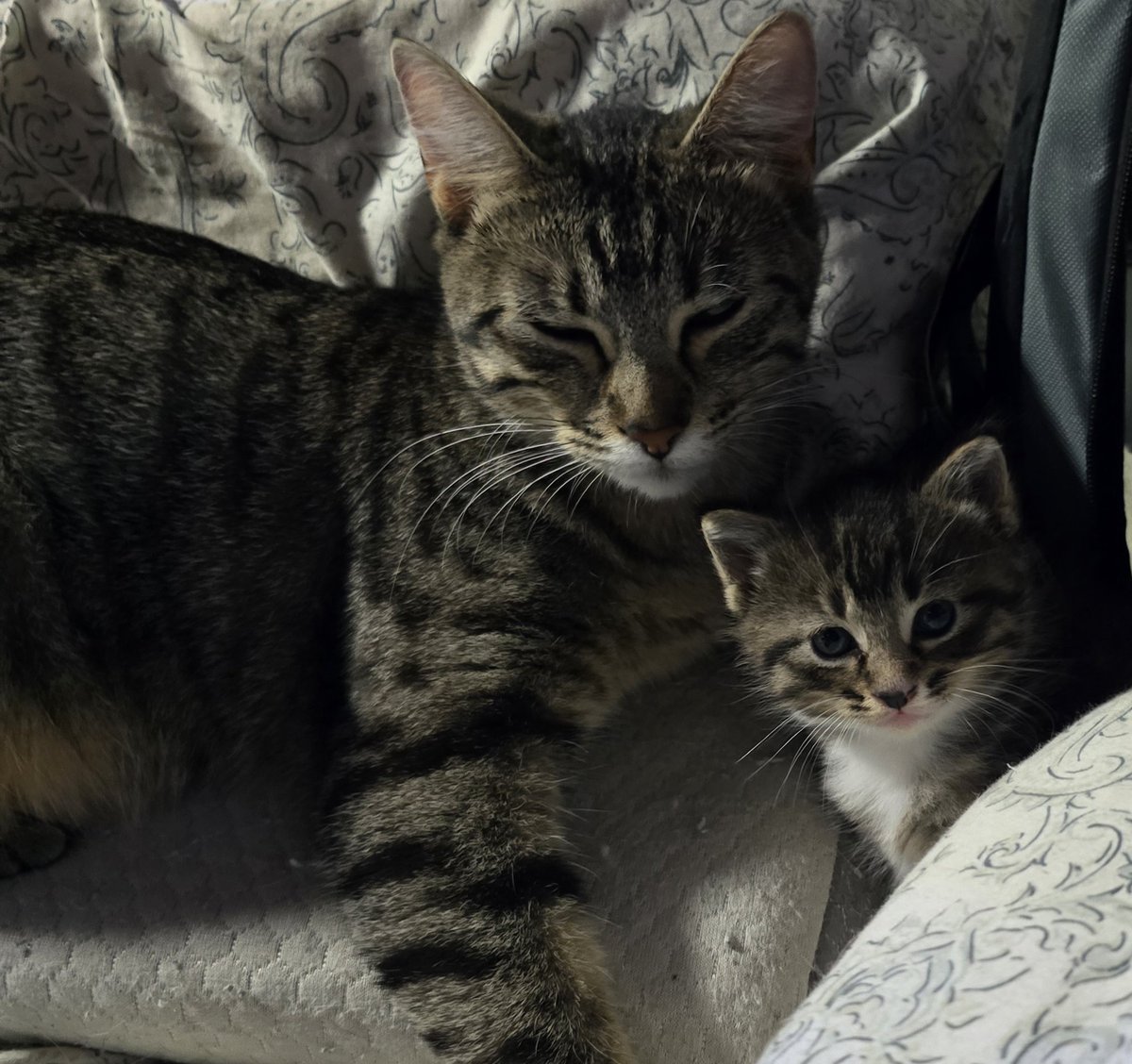 Julissa1974's tweet photo. @kwqcnews Baby and Beanie https://t.co/YW1uhAIo5m