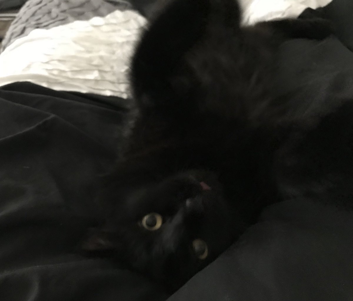 brimfps's tweet image. chill late val stream: 

twitch tv/briim