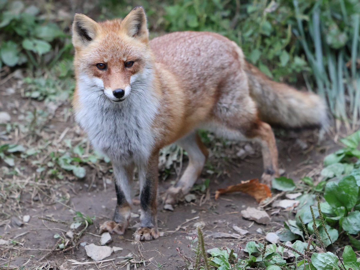 【たぬき様】専用 網戸 NH83-180B セイキ 中折網戸 NHタイプ ブロンズ W830～876