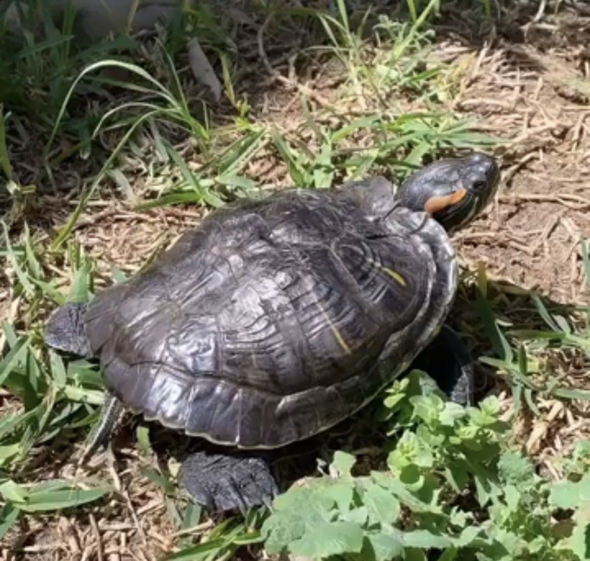 soyluis03's tweet photo. De mis 30 años, 25 viví con mi tortuguita y de ahora en adelante me está siendo difícil. https://t.co/Nc7J3eBd34