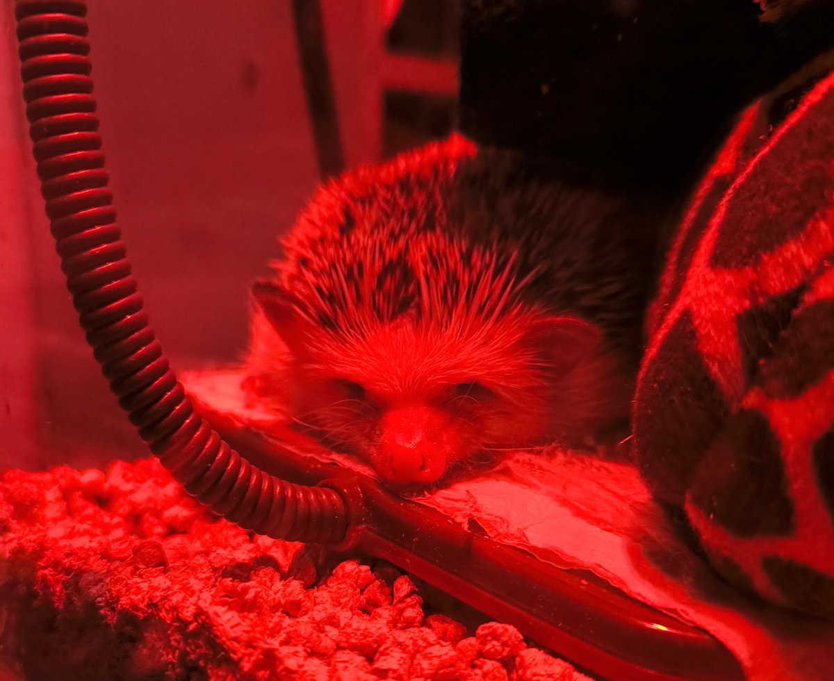 兄弟仲良し 針ネズミ 二匹 The baby mice's eyes have opened - YouTube