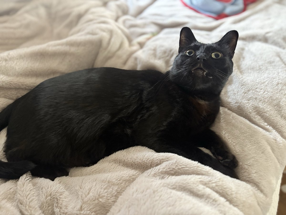 黒猫ジジさん on X