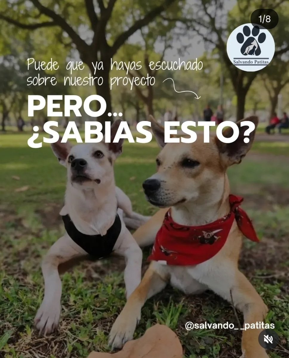 Salvando Patitas 🐾🐾🐾 tweet media