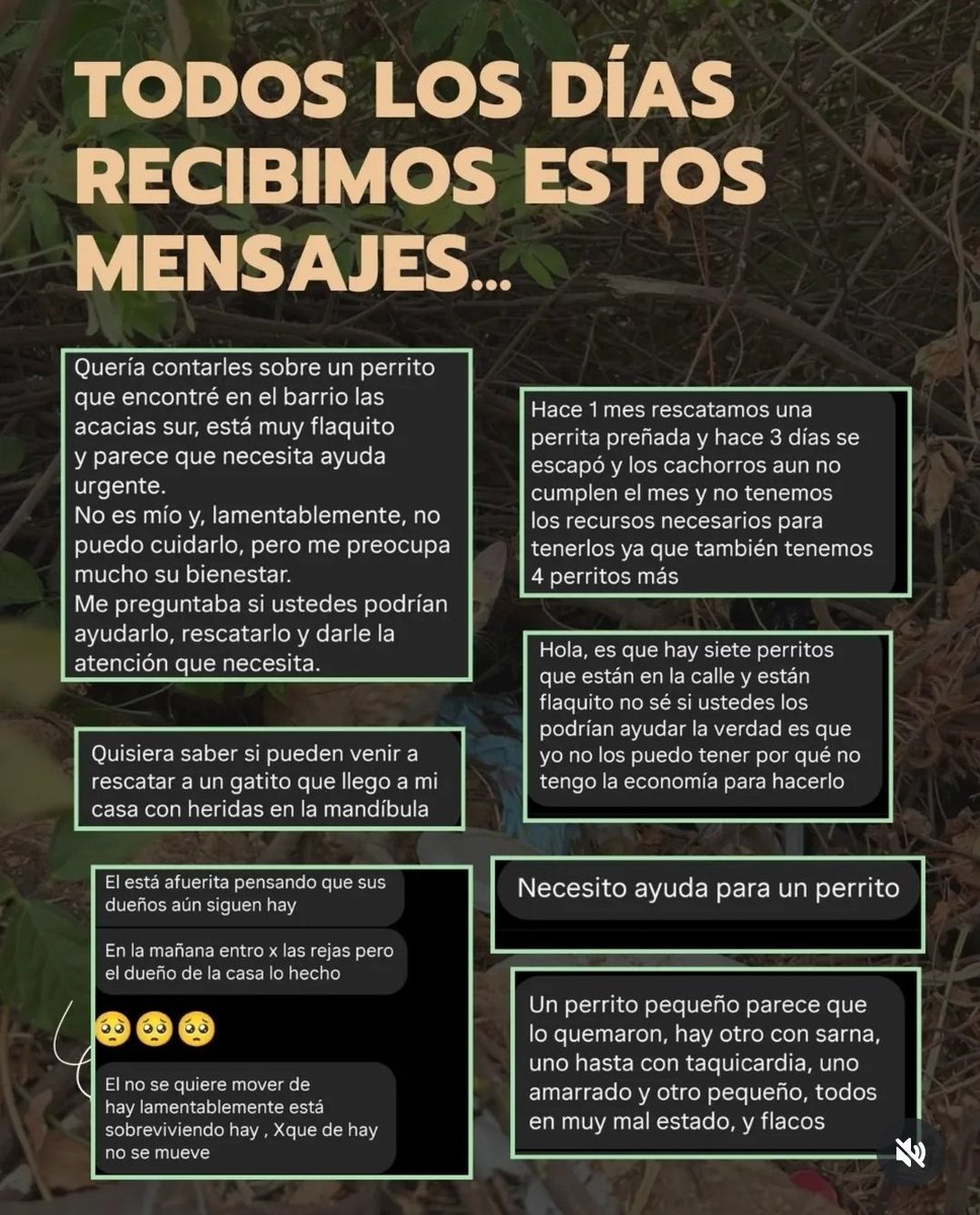 Salvando Patitas 🐾🐾🐾 tweet media