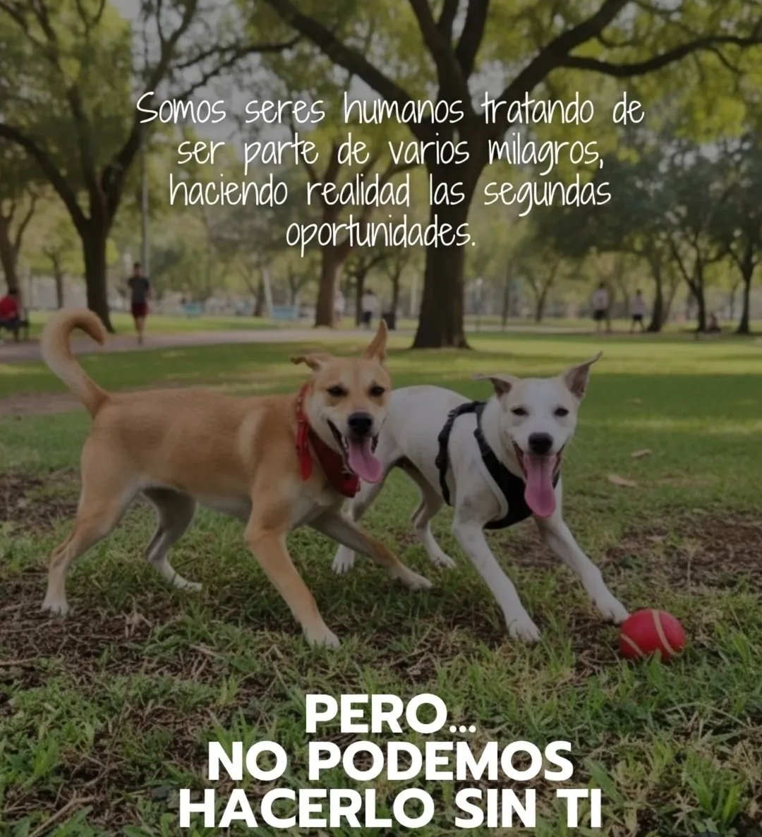 Salvando Patitas 🐾🐾🐾 tweet media