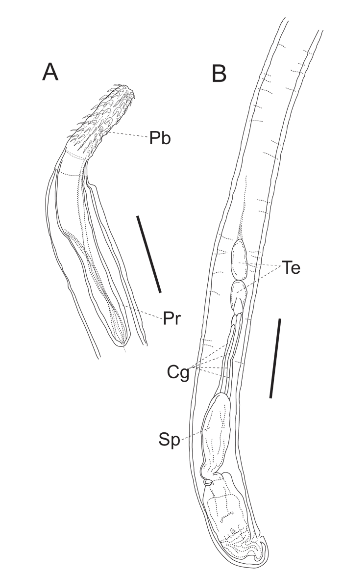 Species_Divers's tweet image. First Record of Cavisoma magnum (Acanthocephala: Echinorhynchida) from Japanese Waters, With Systematic Revision on Cavisomatidae
#firstrecord #parasite #SpeciesDiversity
🔓doi.org/10.12782/specd…