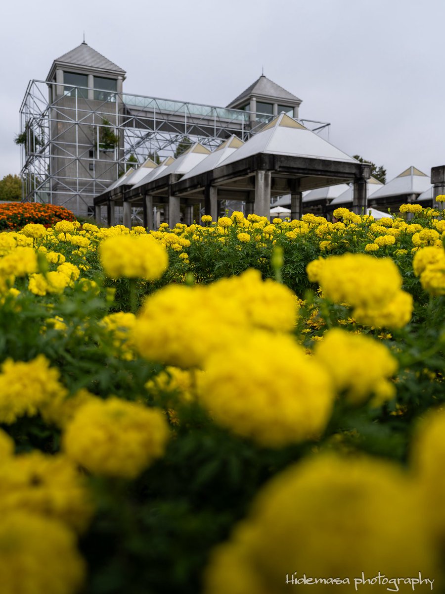 Hi_DesignFocus's tweet image. Gunma Flower Park +
ぐんまフラワーパークプラス

[2025.10.12]

#GunmaFlowerPark
#ぐんまフラワーパークプラス