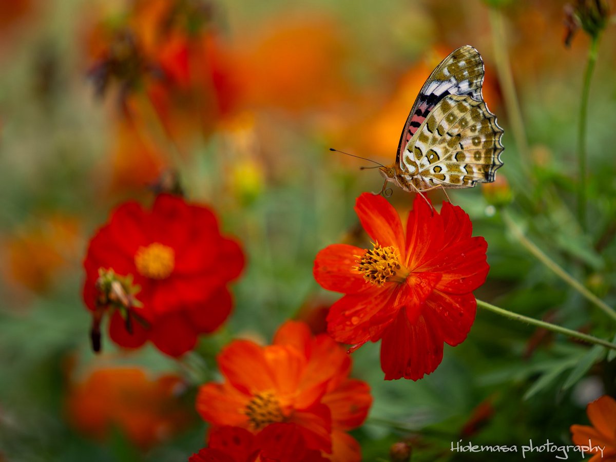 Hi_DesignFocus's tweet image. Gunma Flower Park +
ぐんまフラワーパークプラス

[2025.10.12]

#GunmaFlowerPark
#ぐんまフラワーパークプラス