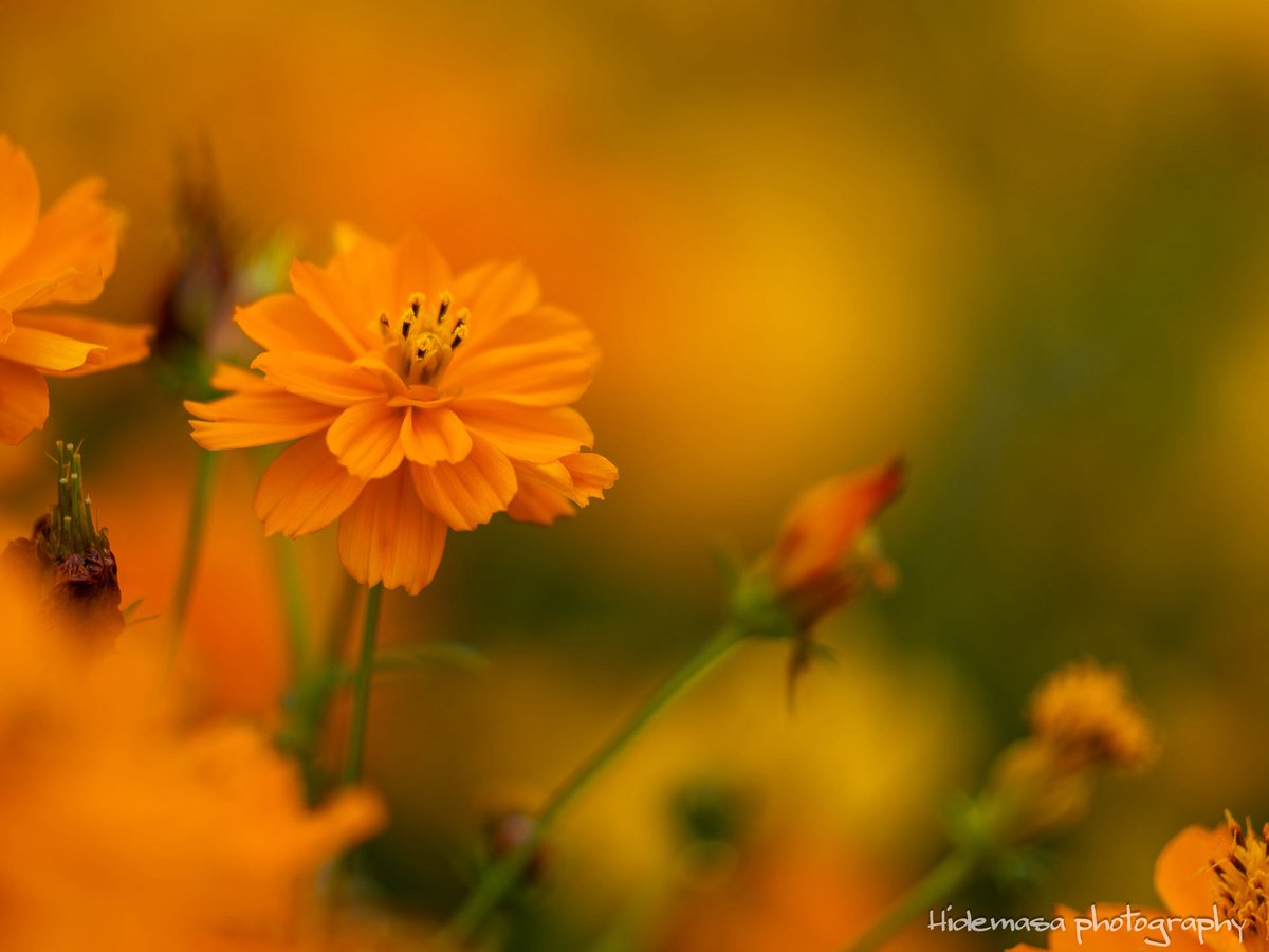 Hi_DesignFocus's tweet image. Gunma Flower Park +
ぐんまフラワーパークプラス

[2025.10.12]

#GunmaFlowerPark
#ぐんまフラワーパークプラス