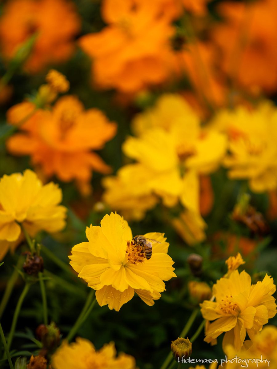 Hi_DesignFocus's tweet image. Gunma Flower Park +
ぐんまフラワーパークプラス

[2025.10.12]

#GunmaFlowerPark
#ぐんまフラワーパークプラス