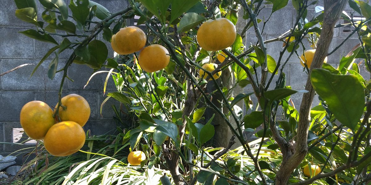 水菜屋 SUGARCANE 砂糖黍製 14oz. HAWAII藍混右綾DENIM SC40401 ¥21.780