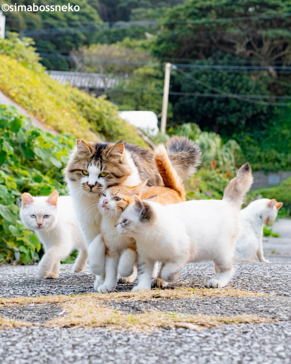 simabossneko 写真集「島にゃんこ」発売中 on X