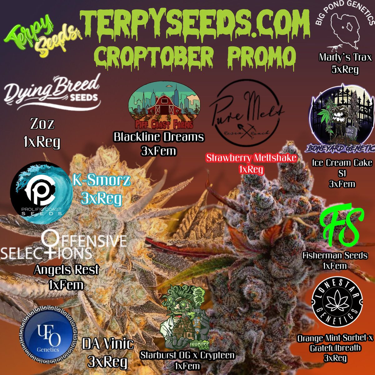 Crazy promo 🔥🔥🔥